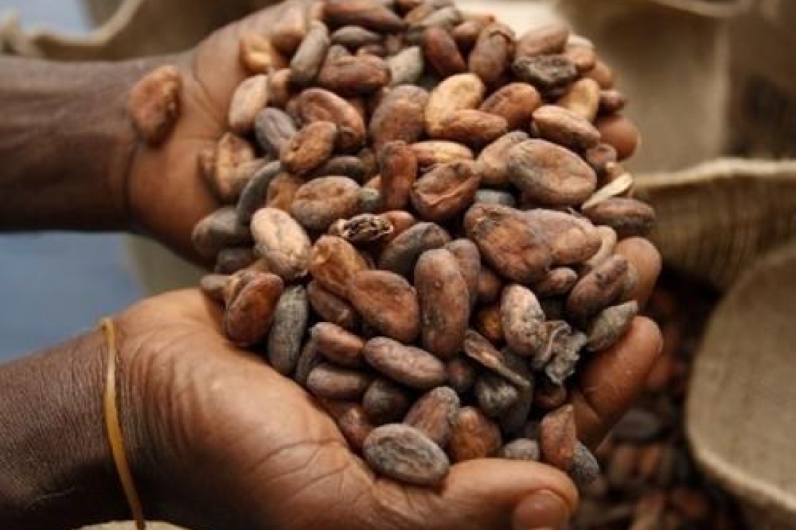 Le Cameroun S'Épanouit : Investissement Massif de 2,2 Millions de Dollars du Japon dans les Filières Café et Cacao